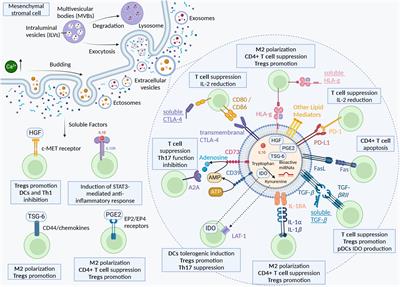 Mesenchymal stromal cell derived extracellular vesicles as a therapeutic tool: immune regulation, MSC priming, and applications to SLE